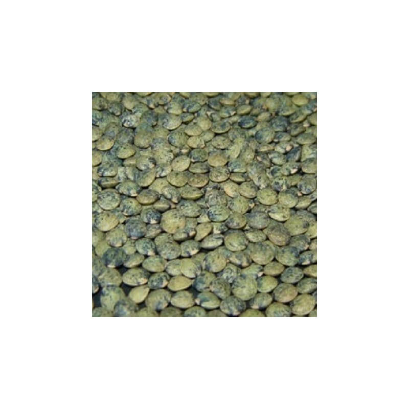 Lentilles Vertes