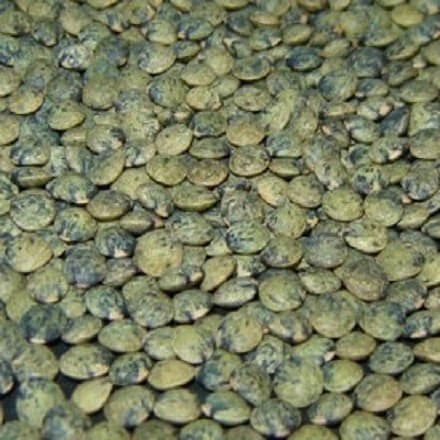 Lentilles Vertes