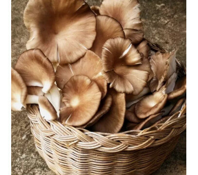 Pleurotes Bruns