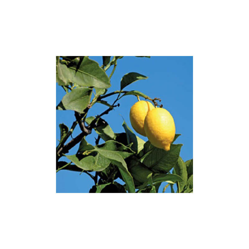 Citrons Primofiori