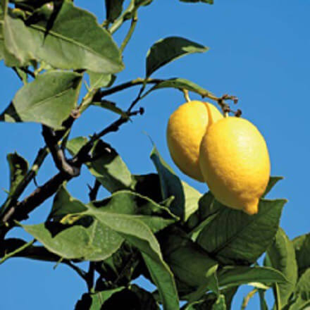 Citrons Primofiori