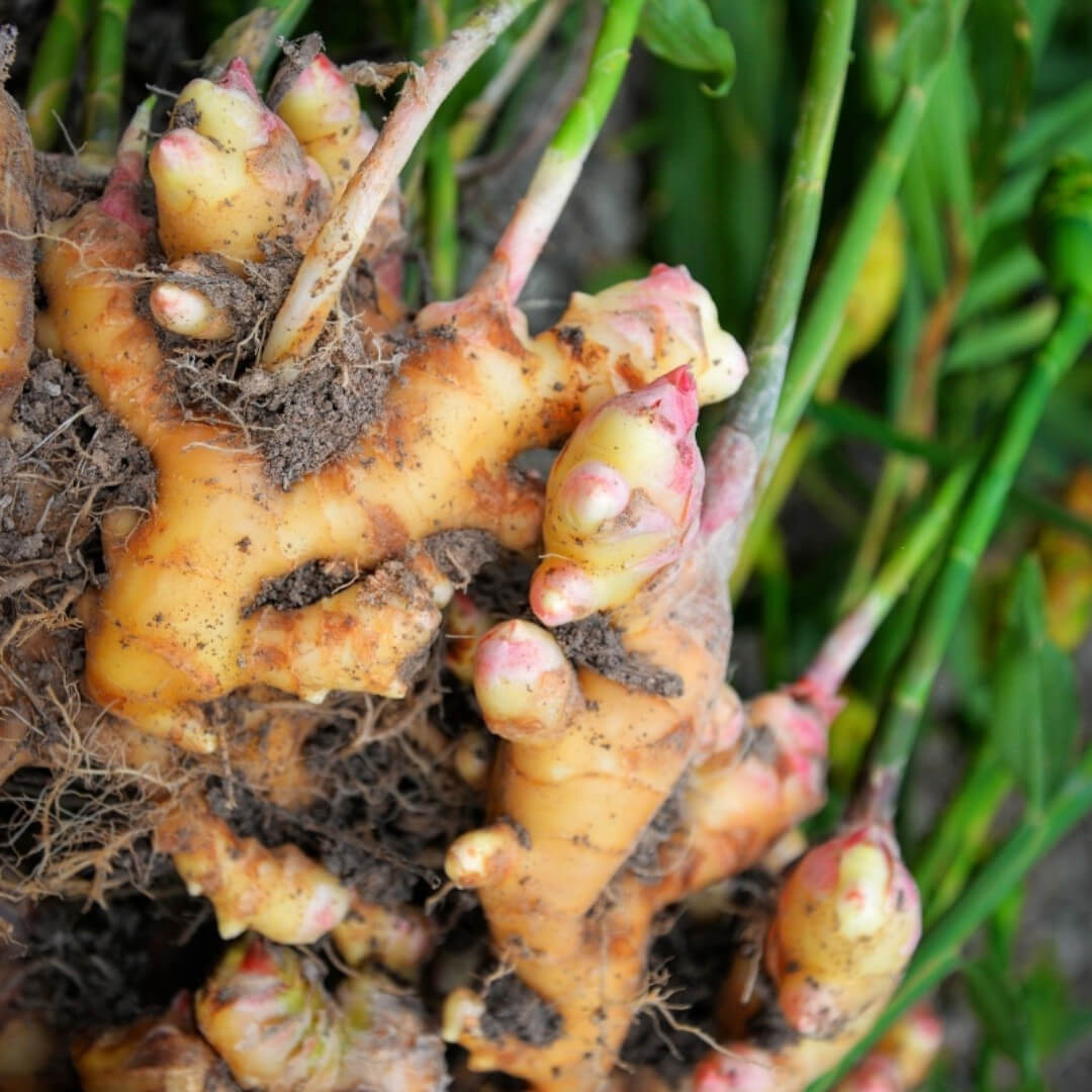 Gingembre frais