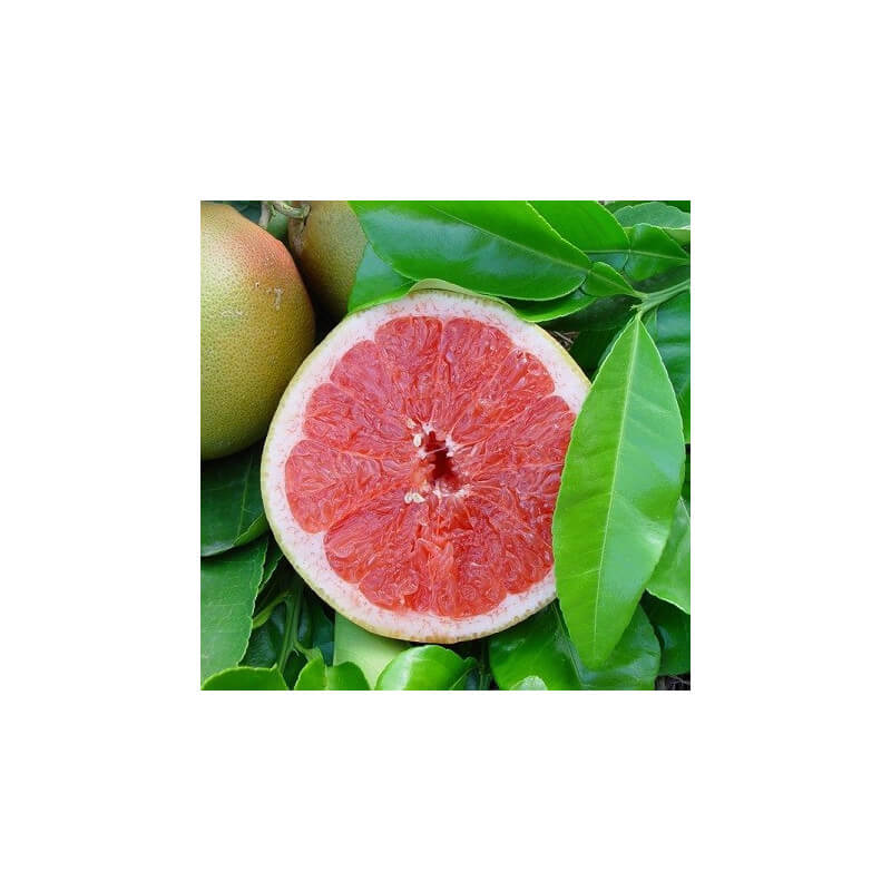 Pomelo Star Ruby