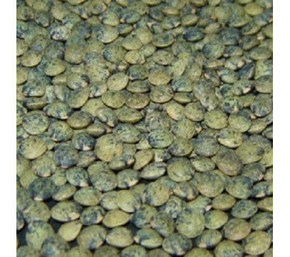Lentilles Vertes