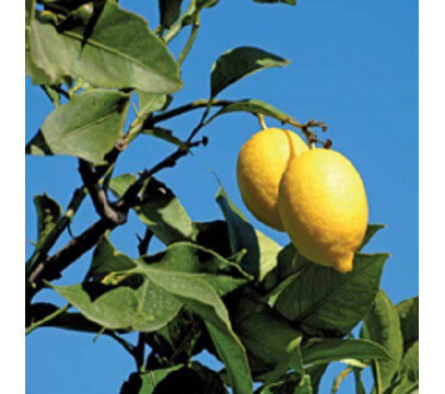 Citrons Primofiori