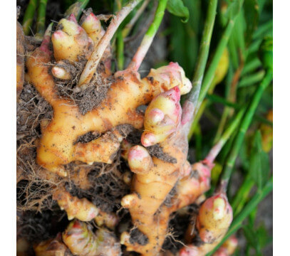 Gingembre frais