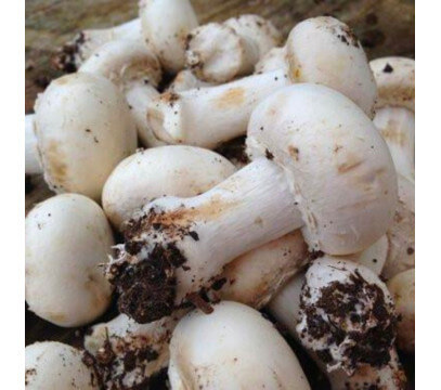 Champignons de Paris Blancs entiers