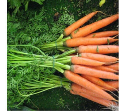Carottes fanes Pays
