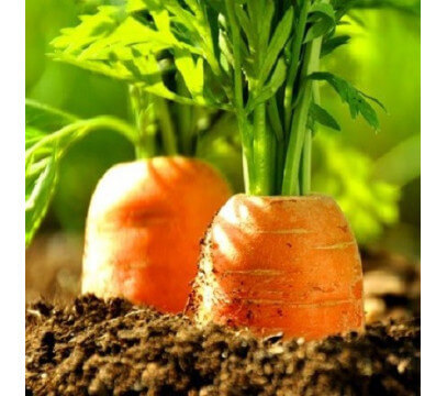 Carottes Maraîchères
