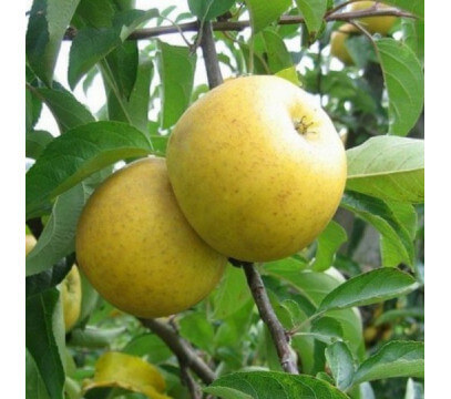 Pomme Chanteclerc