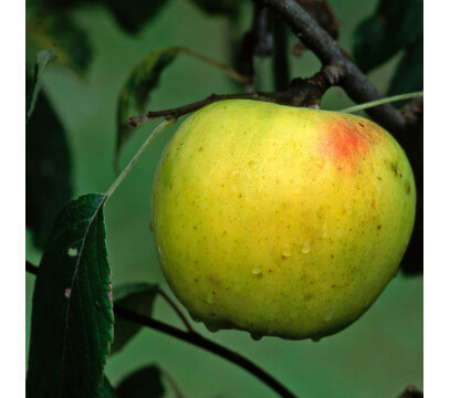 Pomme Chanteclerc