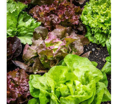 Salade du moment