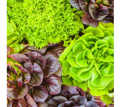 Salade du moment