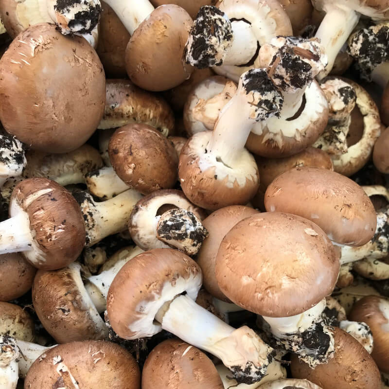 Champignons de Paris Bruns entiers