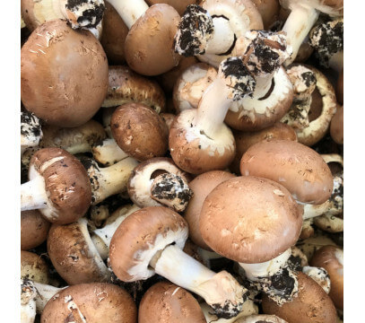Champignons de Paris Bruns entiers