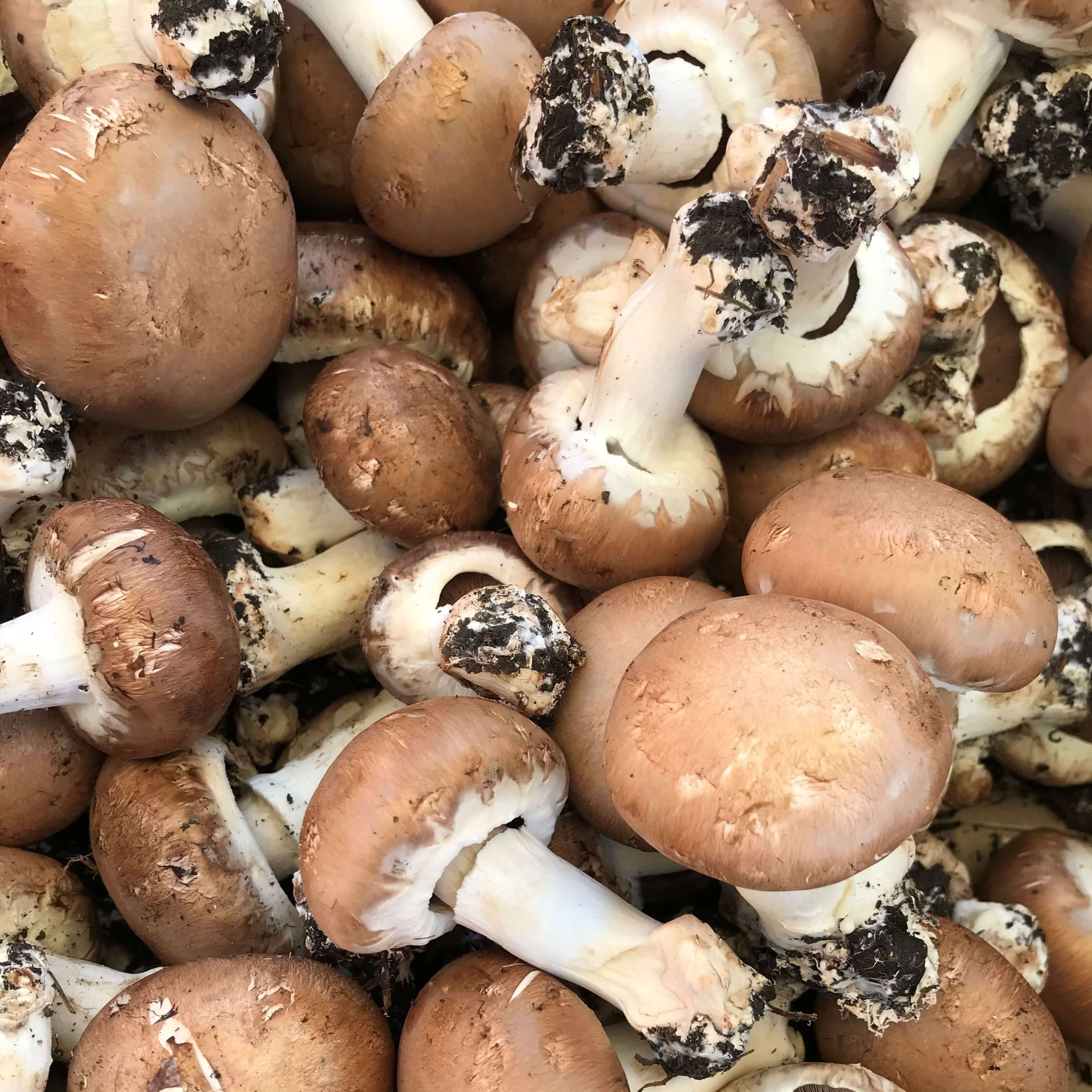 Champignons de Paris Bruns...