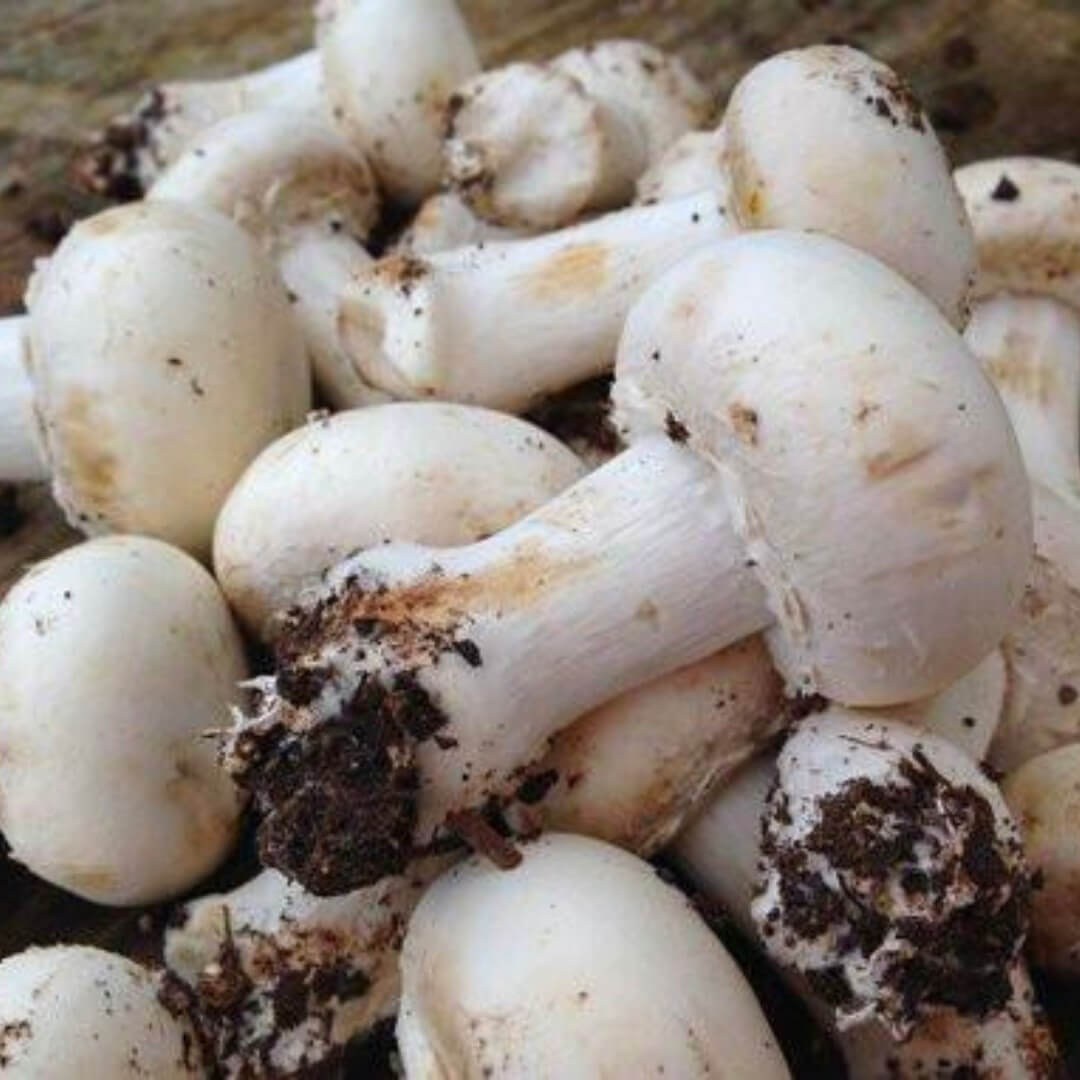 Champignons de Paris Blancs...