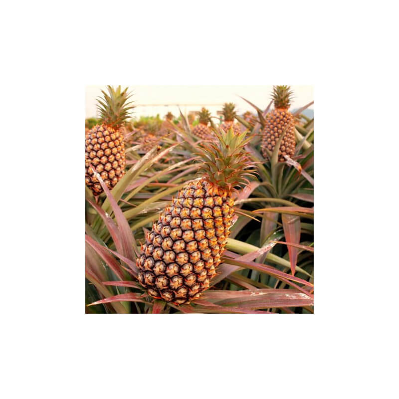 Ananas Pain de Sucre