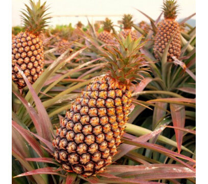 Ananas Pain de Sucre