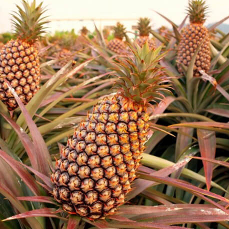 Ananas Pain de Sucre