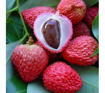 Litchi de Madagascar