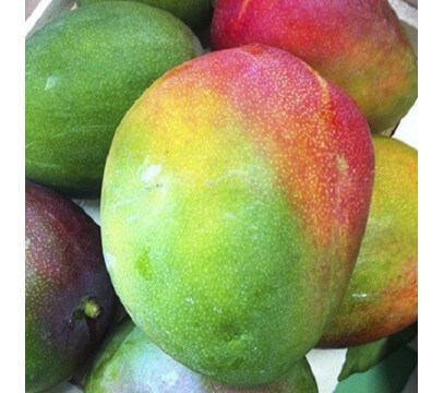 Mangue Kent (Avion)