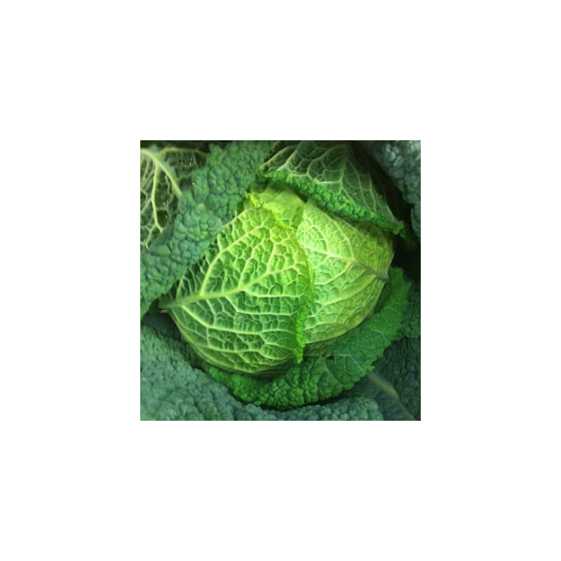 Chou vert