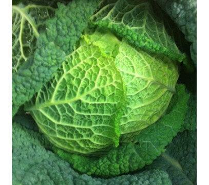Chou vert