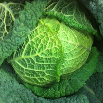 Chou vert