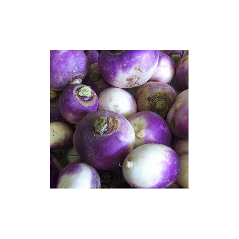 Navets violets nouveaux
