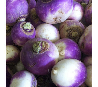 Navets violets nouveaux