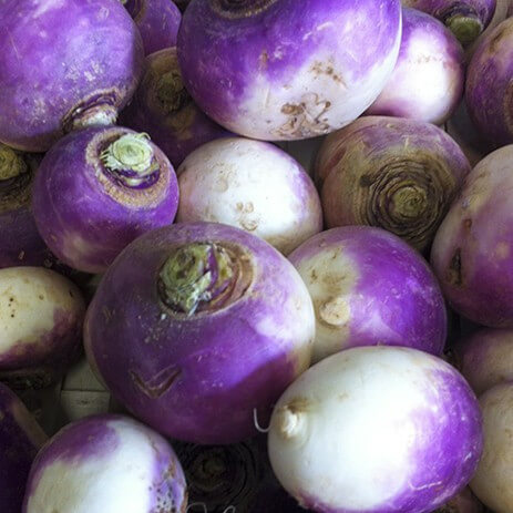 Navets violets nouveaux