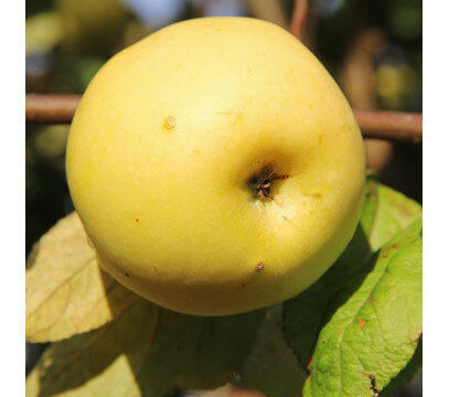 Pomme Golden