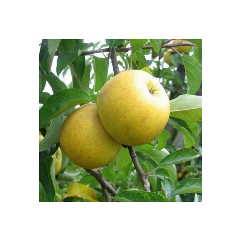 Pomme Chanteclerc