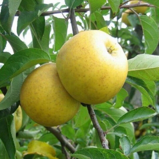 Pomme Chanteclerc