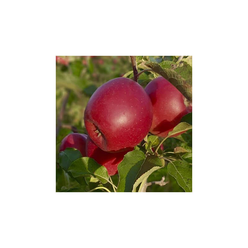 Pomme Lolipop