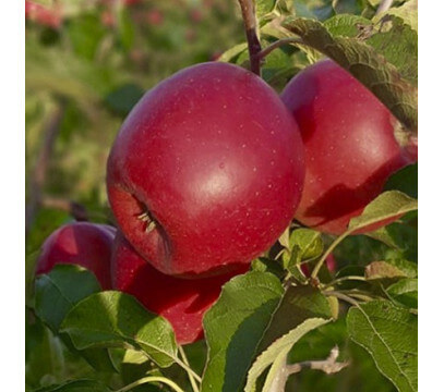 Pomme Lolipop