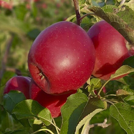 Pomme Lolipop