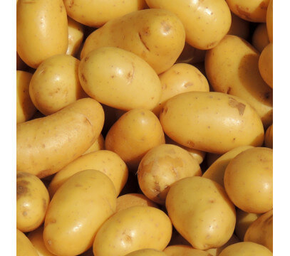 Pommes de terre Agata
