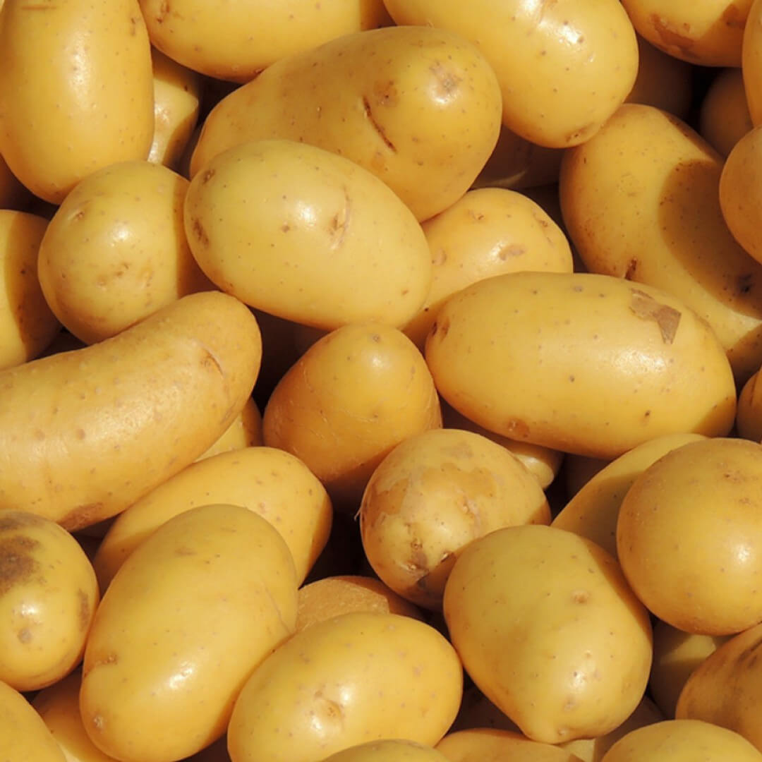 Pommes de terre Agata
