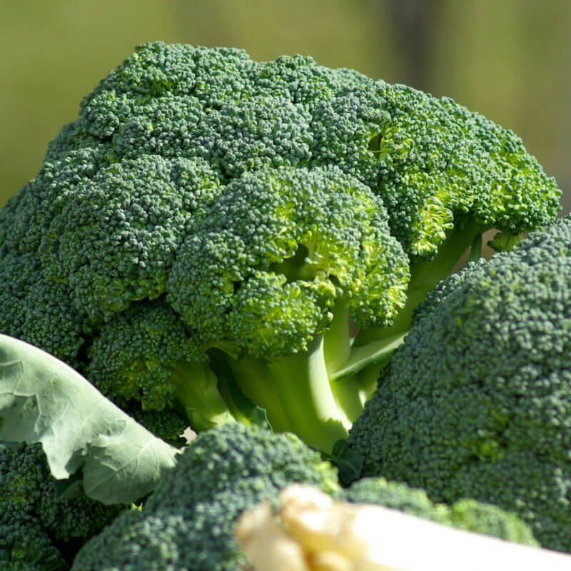 Chou Brocoli Pays - 1 tête