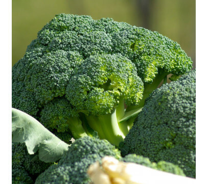 Chou Brocoli Pays - 1 tête