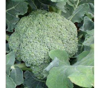 Chou Brocoli Pays - 1 tête