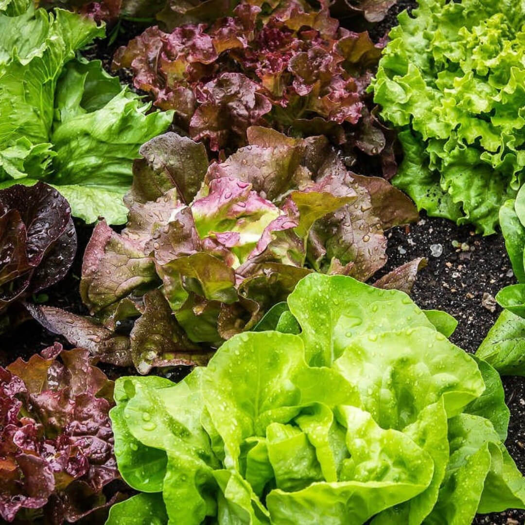 Salade du moment