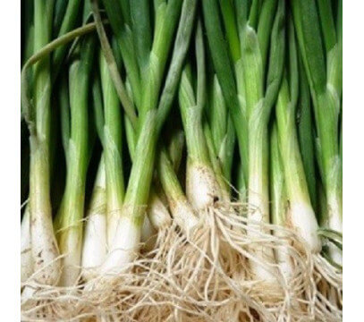 Oignons Blancs Frais Cébette - La botte.