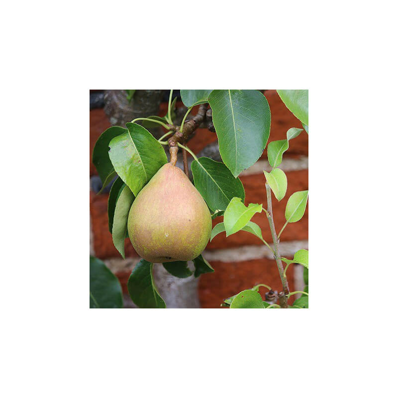 Poire Doyenné du Comice