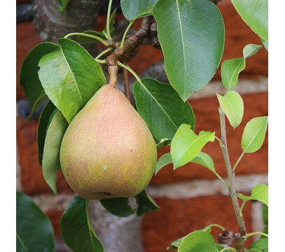 Poire Doyenné du Comice
