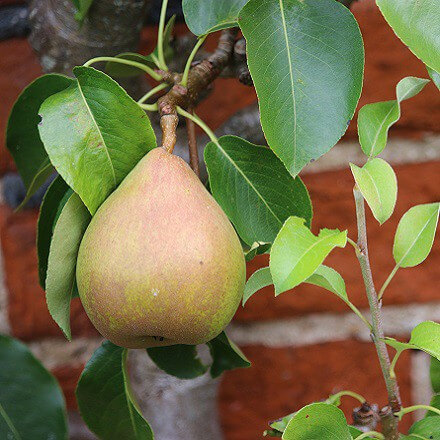 Poire Doyenné du Comice