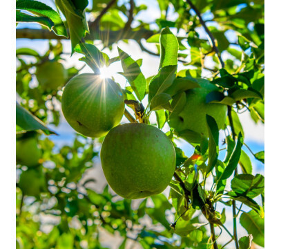 Pomme Granny Smith