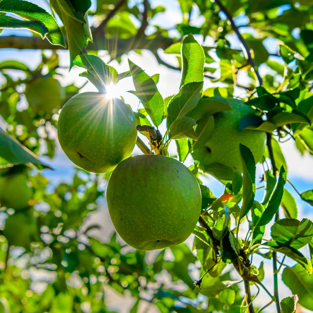 Pomme Granny Smith